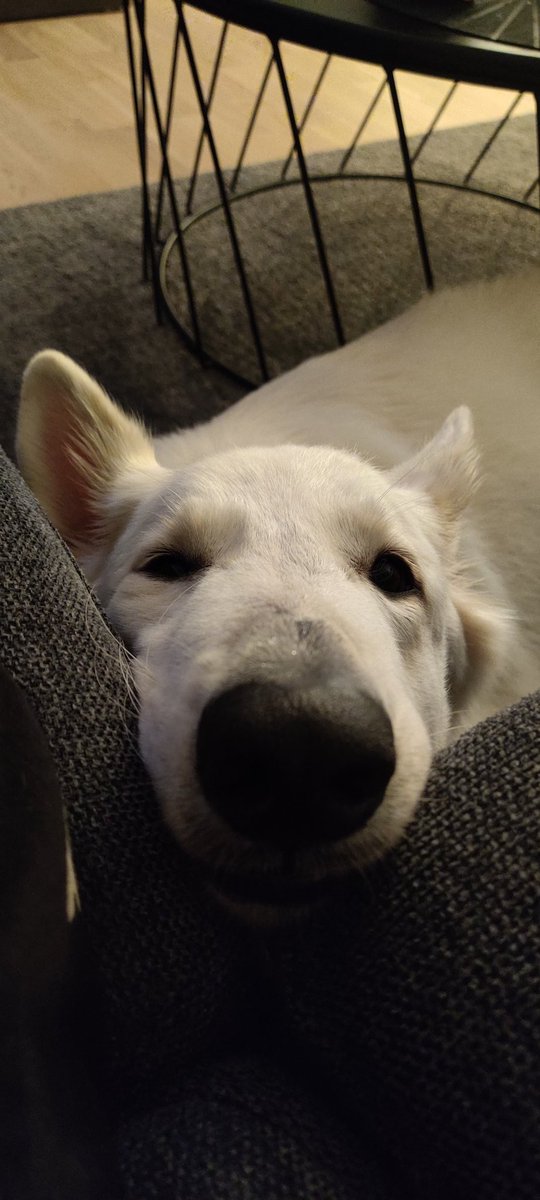 ItsNerdia's tweet photo. @VictorBlizy Pukka approves of this tweet! https://t.co/EhhJgR4uIZ