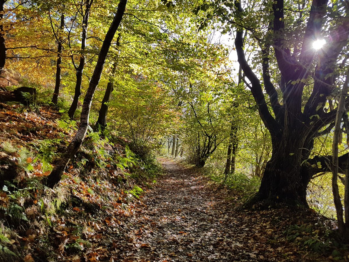 Recharge yourself in the great outdoors, with all these beautiful autumnal colours!

@Dalby_Forest <a href="/DalbyFriends/">Friends Of Dalby Forest🌲🦉🌲🌳🌲🦡🌲 🦌🕷🌲🦔🌳</a> 

#SecretYorkshire #Yorkshire #Forest #Autumn #GreatOutdoors #DaysOut #NorthYorkshire #halfterm
#halftermfun #walking #Rambling