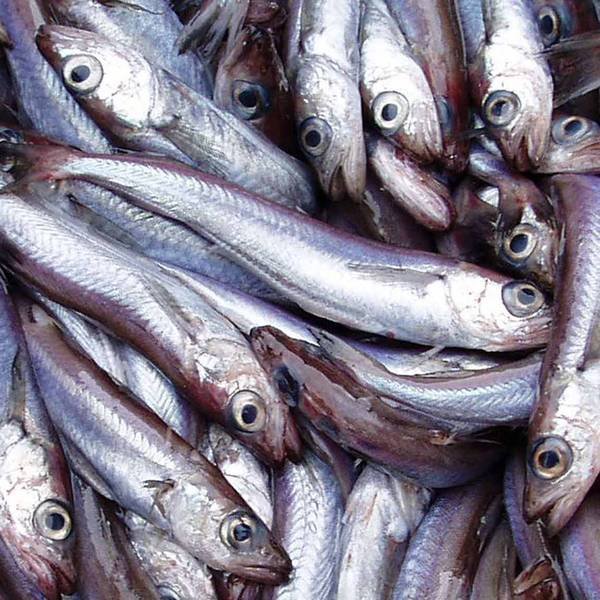 Blue whiting is one of the largest fish populations in Europe by distribution and quantity. Annual quota negotiations involve not just the EU, but also Norway, Faroes, Russia, and Greenland. Previously five states would negotiate, but now the UK has joined as a sixth state.