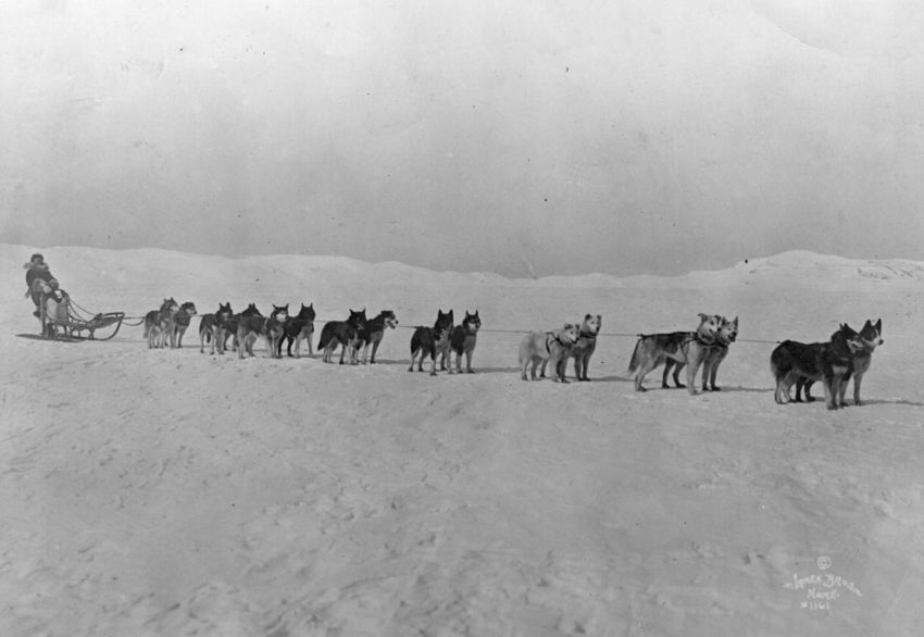 CenturyAgoToday's tweet photo. Norwegian sled dog breeder and racer Leonhard Seppala with his Siberian Huskies (he participates in the 1925 serum run to Nome, Alaska): https://t.co/YLmSY0EnOG