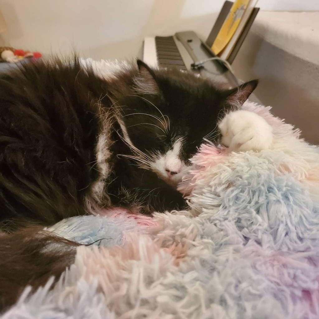 MrMistofflees's tweet photo. Sleepy Boi #marshmallowbed https://t.co/kzfkBBcAJa https://t.co/xL5a7b23Gz