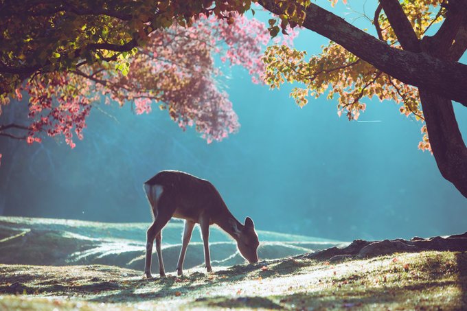 ここ 本当に奈良公園 紅葉の中佇む鹿たちが完全にファンタジーの光景だった 年10月31日 エキサイトニュース