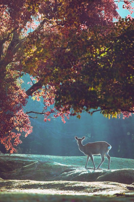 ここ 本当に奈良公園 紅葉の中佇む鹿たちが完全にファンタジーの光景だった Jタウンネット Line News
