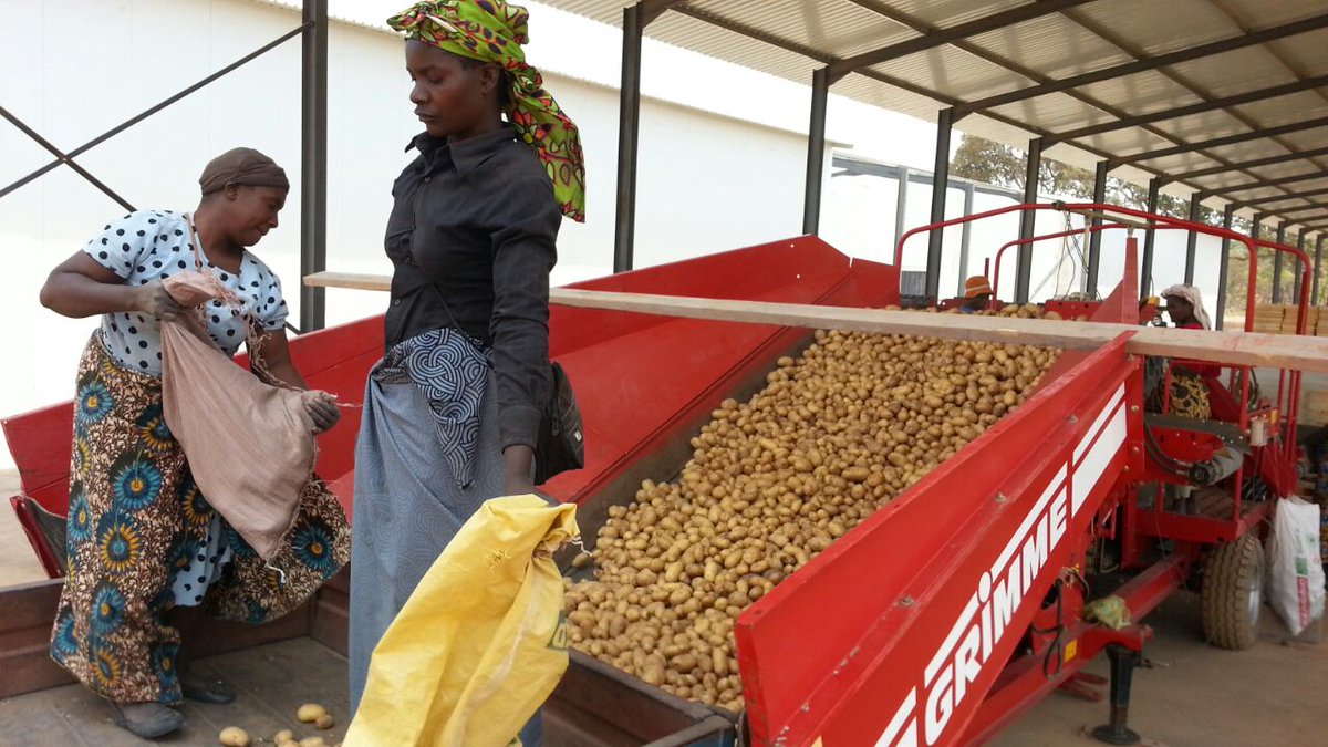 Buya_Bamba's tweet photo. #TerrificTuesday We @Buya_Bamba ensure that home-grown produce meets world-class standards through our partnership with GRIMME.
#BuyaBamba #Zambia #potatoes #potato #onions #BuyLocalForLocals #supportlocal #supportlocalbusiness #Grimme https://t.co/vcdlEYl452