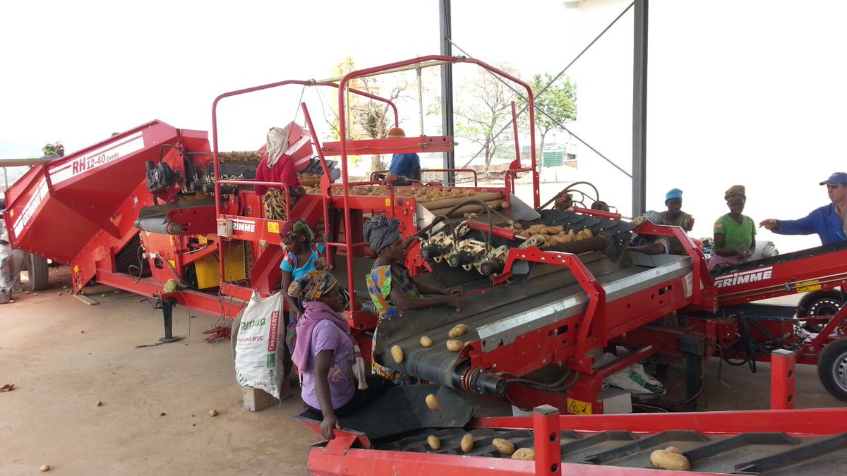 Buya_Bamba's tweet photo. #TerrificTuesday We @Buya_Bamba ensure that home-grown produce meets world-class standards through our partnership with GRIMME.
#BuyaBamba #Zambia #potatoes #potato #onions #BuyLocalForLocals #supportlocal #supportlocalbusiness #Grimme https://t.co/vcdlEYl452