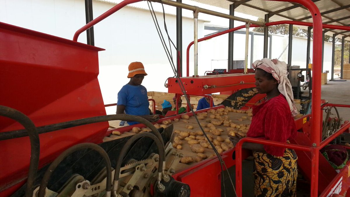Buya_Bamba's tweet photo. #TerrificTuesday We @Buya_Bamba ensure that home-grown produce meets world-class standards through our partnership with GRIMME.
#BuyaBamba #Zambia #potatoes #potato #onions #BuyLocalForLocals #supportlocal #supportlocalbusiness #Grimme https://t.co/vcdlEYl452