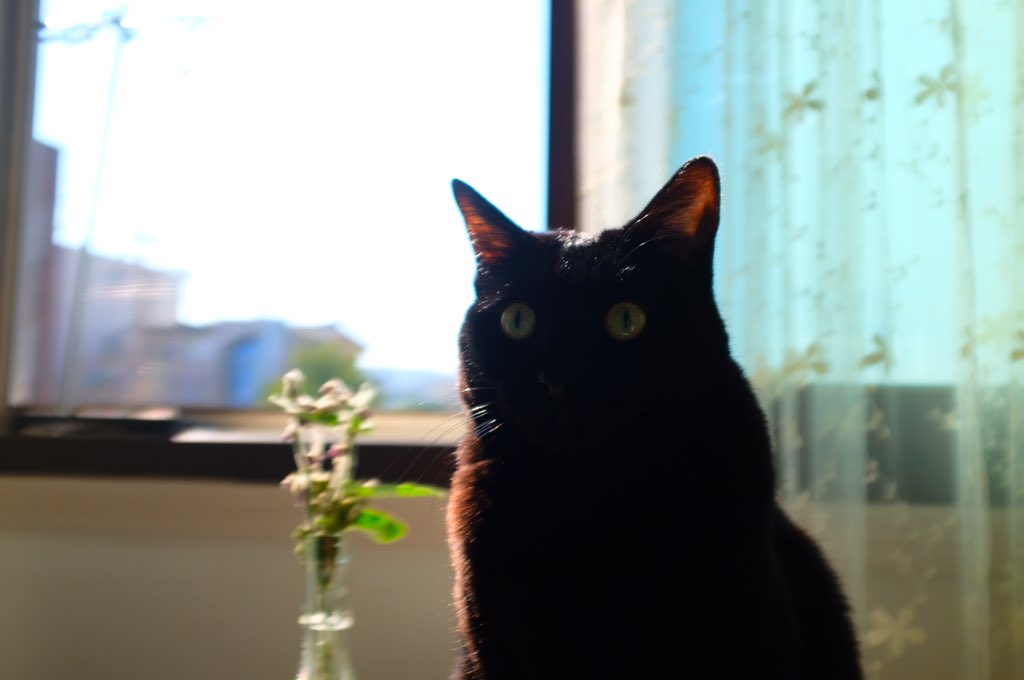 blacksesame_'s tweet image. 