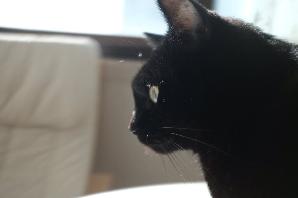 blacksesame_'s tweet image. 