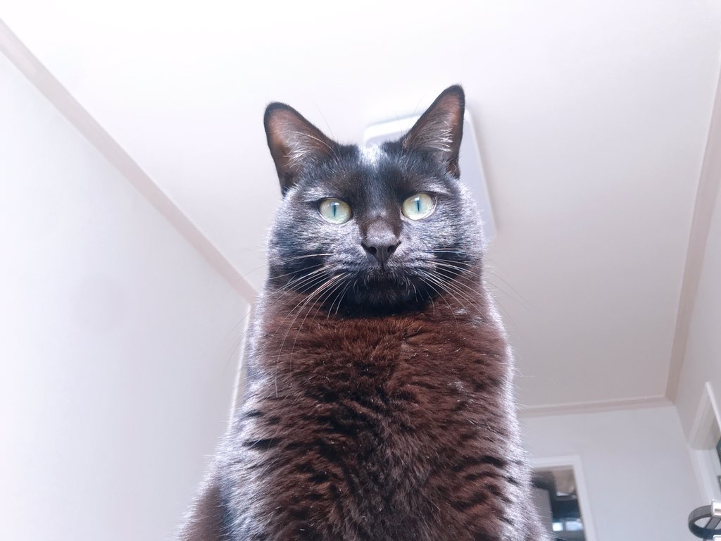 blacksesame_'s tweet image. 