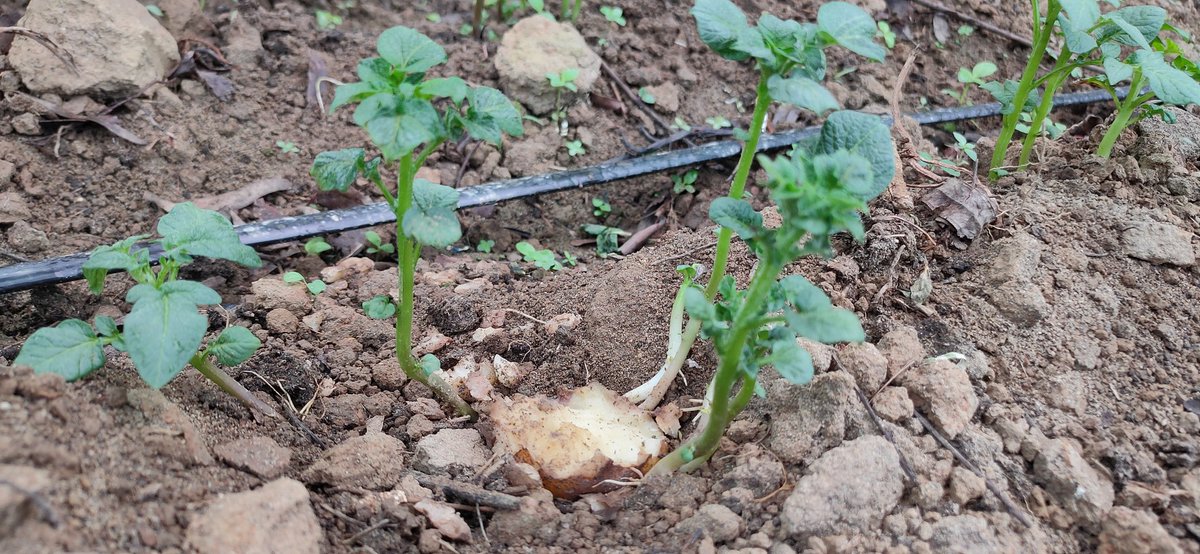 Dodoma_Chglng20's tweet photo. Someone's digging up my potatoes and eating them. Wondering what it might be 🤔? https://t.co/OxP5jooFLp