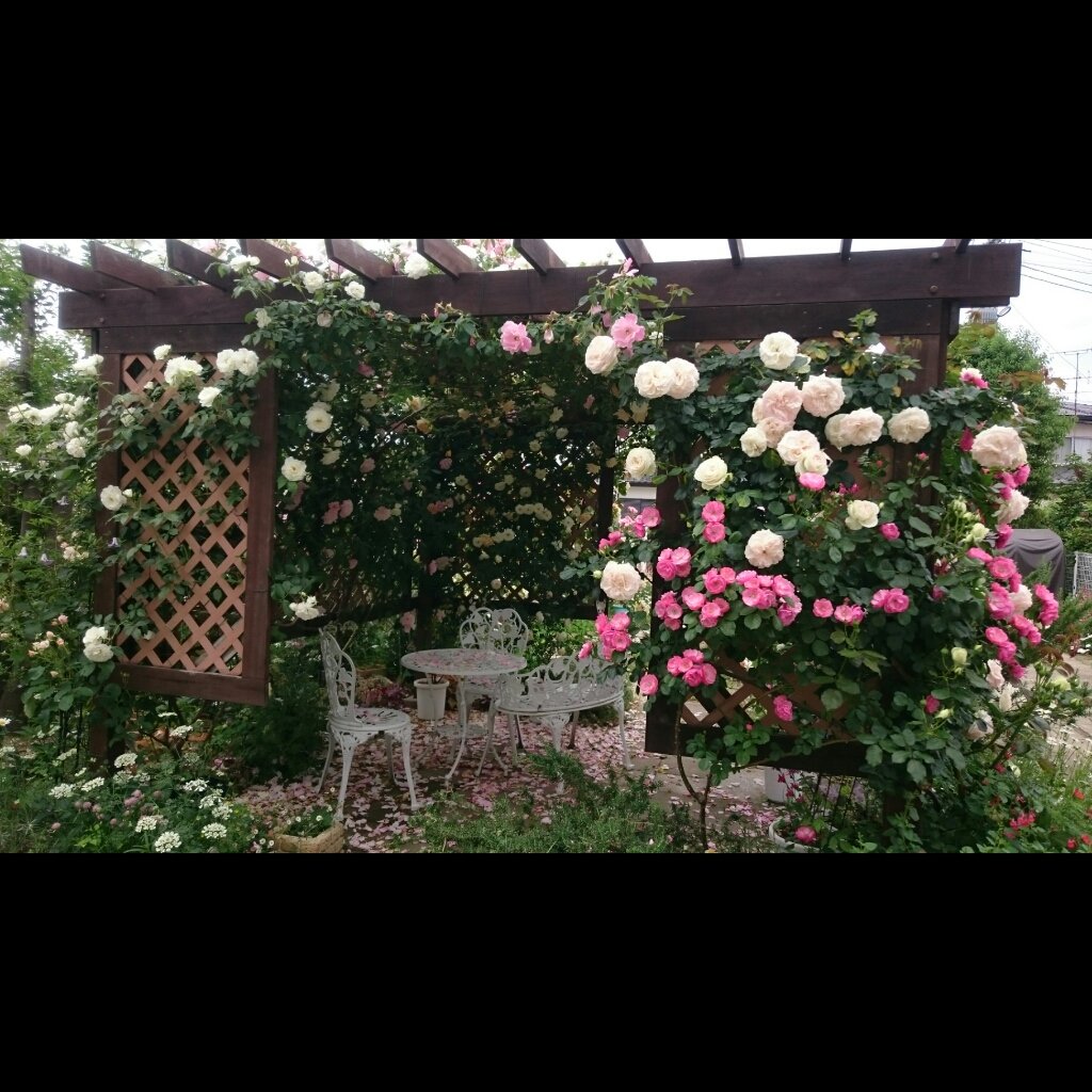 konbuponponpon's tweet photo. 春の我が家のバラの様子なんだけど…アンジェ熱再燃してから見ると「このバラはまるでロザリア様みたい」とか思う不思議…。私がバラのアーチやパーゴラに憧れて一生懸命自分の家の庭をバラ園目指して頑張っていたのは聖地での守護聖様方の生活に憧れて…だったのかも…、#アンジェリーク https://t.co/7p0z12ov3G
