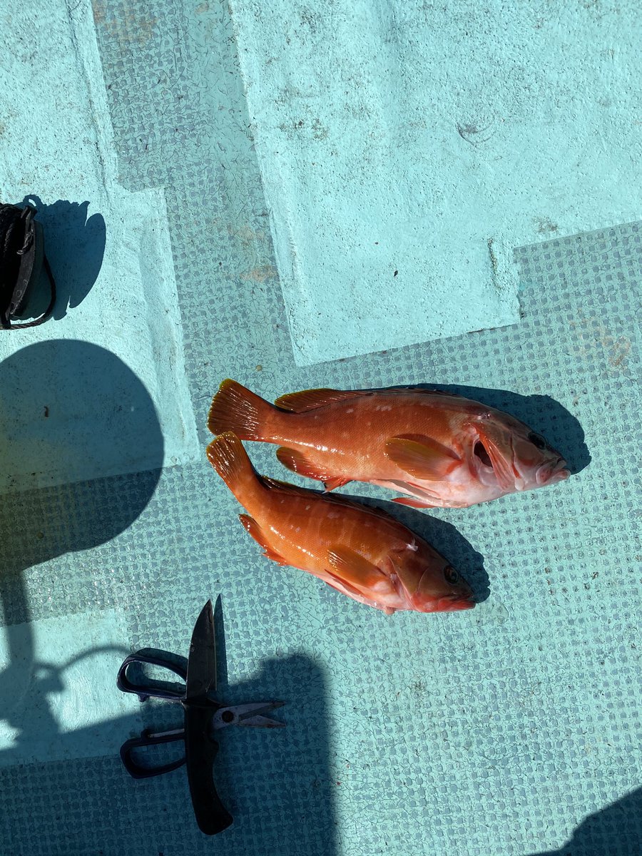 dkzumen's tweet photo. 釣った魚を
美味しいく、いただく。 https://t.co/T6D4FZxjFW