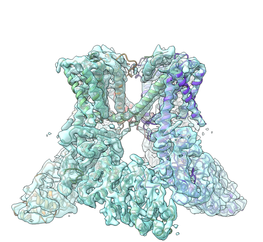 leadxpro's tweet photo. First Cryo-EM structure of the agonist complexed human TRPV4 ion-channel in the open-conformation https://t.co/Hvgv5gZ0K4
