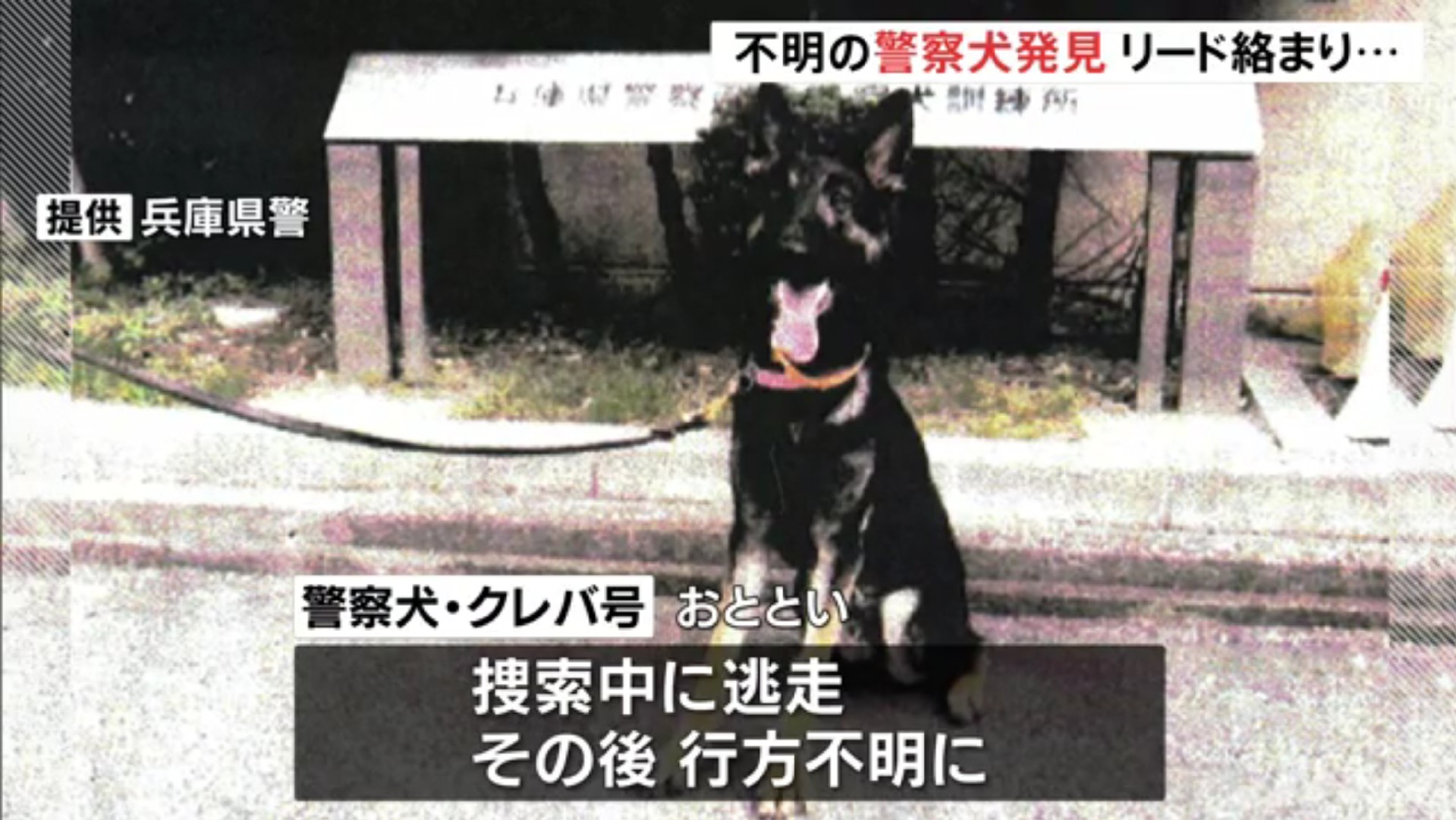 三月兎 手洗いうがい疫病退散 発見当初はうなっていたため 警察官がパンと魚肉ソーセージを与えて落ち着かせました けがはなく 元気だということです 好物は魚肉ソーセージかw クレバ号 T Co Ncerzxsapj Twitter