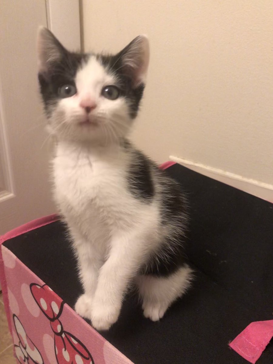 Amanda Kulp Designs tweet media