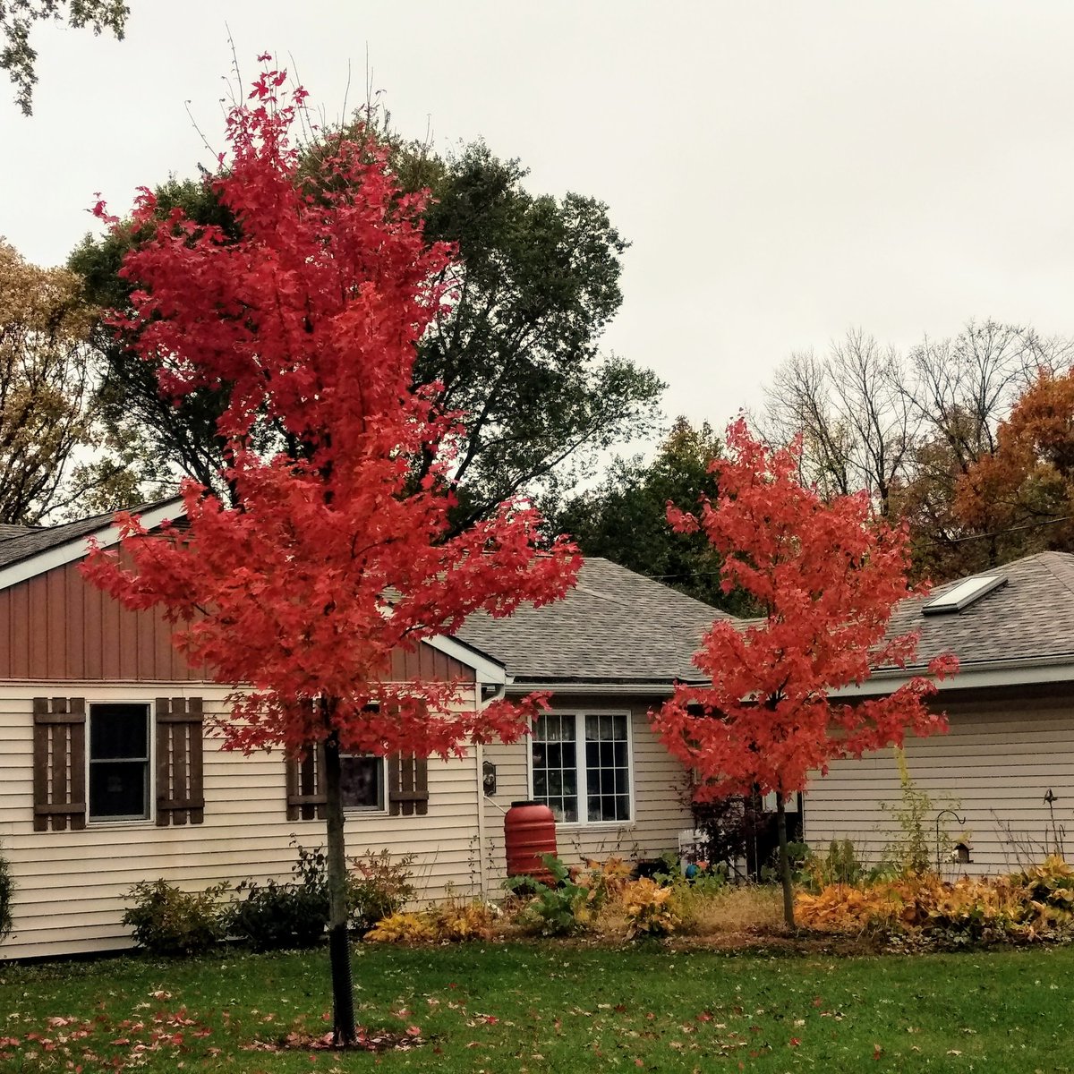 WKevinNelson's tweet photo. Good morning!☀️
We had to take down two trees in our front yard several years ago. These two are doing an excellent job of replacing them. 
#todayisagift #october #autumninillinois #maplecolors https://t.co/apA5hyB5Vh
