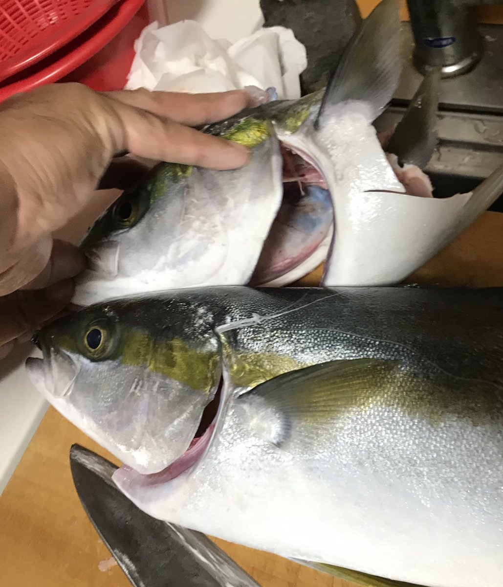 羅りゅー黒戦記 はいここkp キムラポイント ブリとヒラマサの違いがわかんないよー という方 口角を見て角が尖ってるのがブリ 写真上 で 角が少し丸いのがヒラマサ 写真下 という見分け方があります