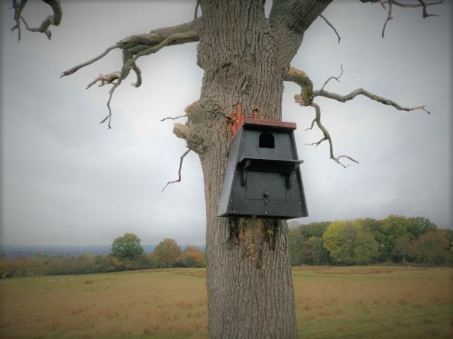 ciderbloke's tweet photo. We now have a brand new Barn Owl nesting box on the farm to replace our old one. Since 2006 we have had a breeding pair use the old one every year bar one when a Kestrel family muscled in... Many thanks to Shropshire Barn Owl Group. #barnowl https://t.co/OrzczTiEIq