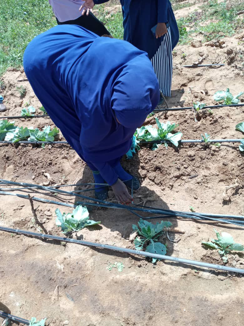 HorngardensB's tweet photo. Courtesy of FAO and Horn Gardens, community members in parts of Togdheer benefit in Smart  drip irrigation  farming. https://t.co/uhElcTENWt