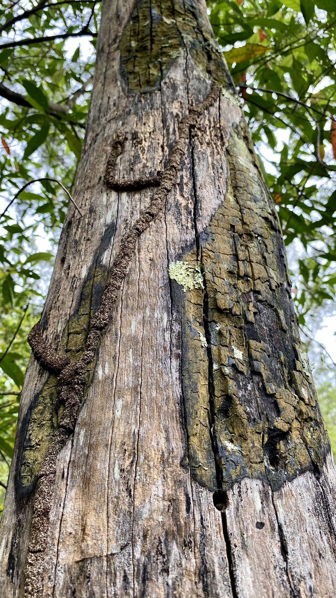 KathrynSelmes's tweet photo. Not the thickest trunk for #Thicktrunktuesday, but I love how insect damage can completely transform the bark of a tree.
#trees #termites #borers #beautifullydamaged #bark https://t.co/y32u0h1iHE