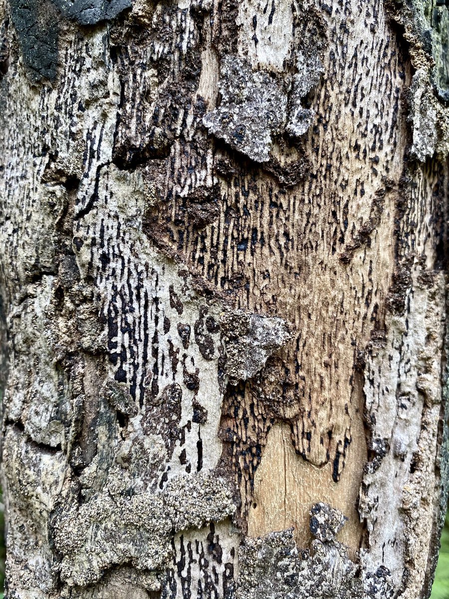 KathrynSelmes's tweet photo. Not the thickest trunk for #Thicktrunktuesday, but I love how insect damage can completely transform the bark of a tree.
#trees #termites #borers #beautifullydamaged #bark https://t.co/y32u0h1iHE