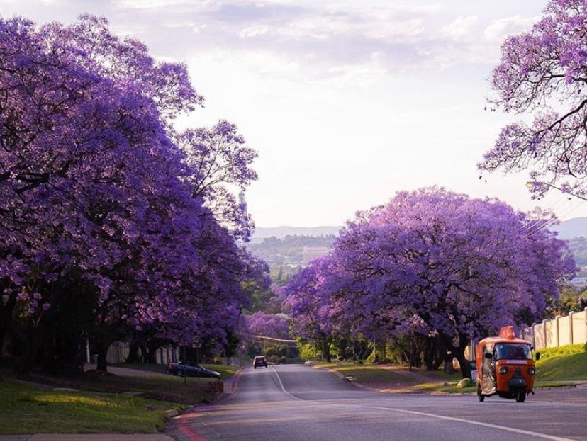 pretoriacoza's tweet photo. Would you look at that! We're in love with the jacarandas blooming all over the city. Tag us in your jacaranda pics and let's put a compilation together!
.
📷 @mirasupernova
.
 #jacarandas #jacarandacity #inbloom #springtime #wozasummer #purple #tshwane #pretoria #pretoriacoza https://t.co/8rPJmTIscT