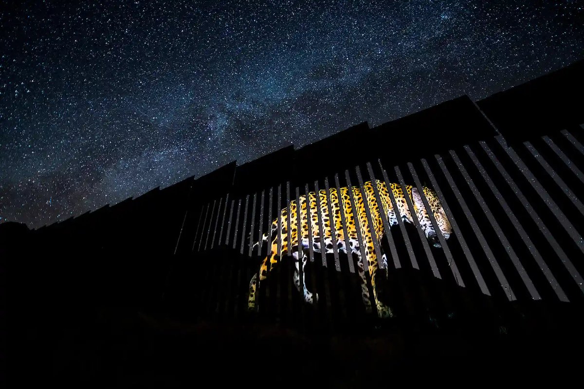 mixdevil66's tweet photo. #Animals on the #US-#Mexico #border. #AlejandroPrieto has captured the diverse #wildlife threatened by #Trump’s #barrier, winning a number of awards, including the Fritz Pölking prize, with his project #BorderWall https://t.co/H3Pn6R1DhL #Wildlife
#Photography @Alejand74002528 https://t.co/bKyjb2BDxq
