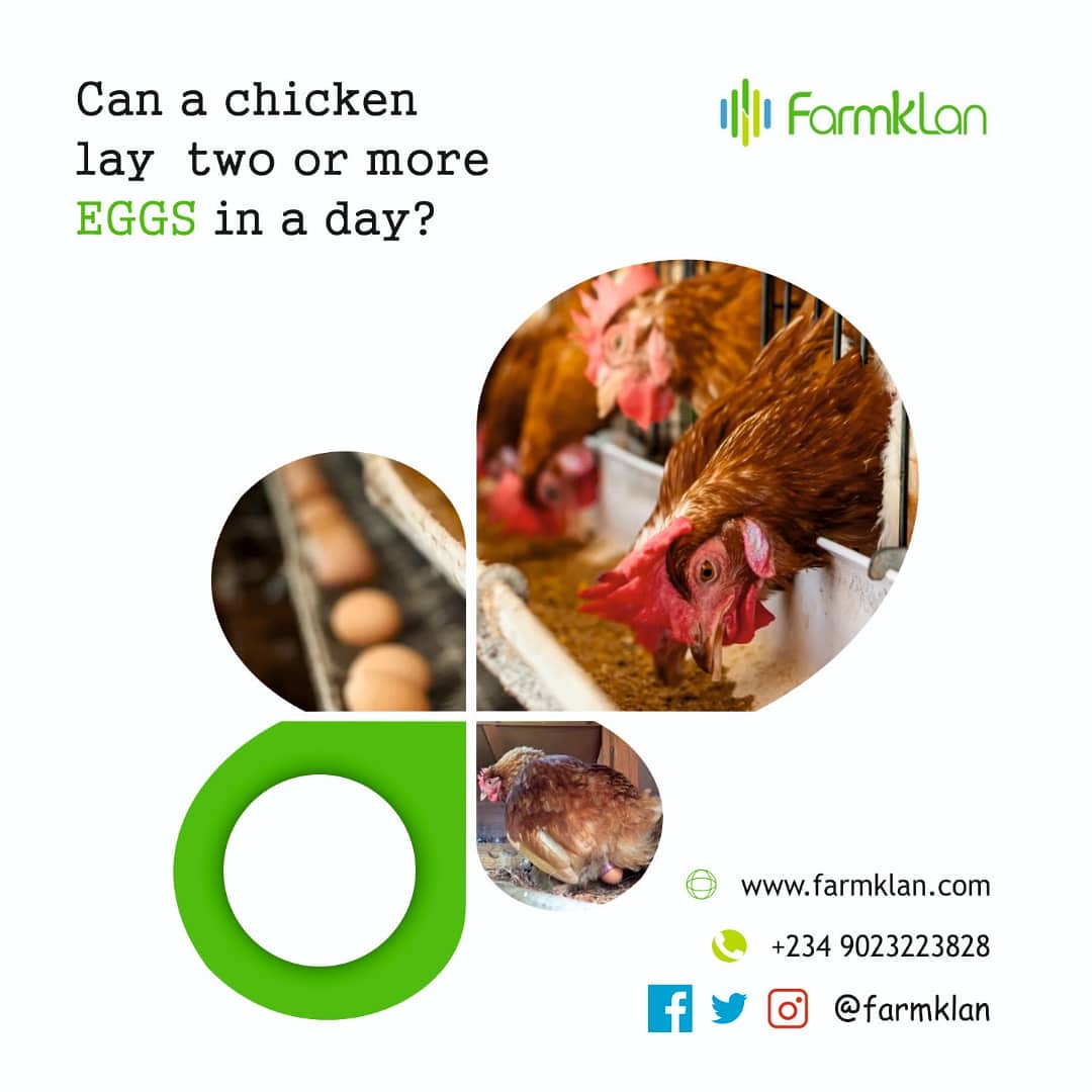 farmklan's tweet photo. Chickens sometimes release two yolks at the same time. This is most common with young hens who are maturing, or a sign that a bird is being overfed. Therefore, a chicken could lay two eggs a day, but not more.
#farmklan
#agtech
#foodsecurity https://t.co/KkpTGinJ81