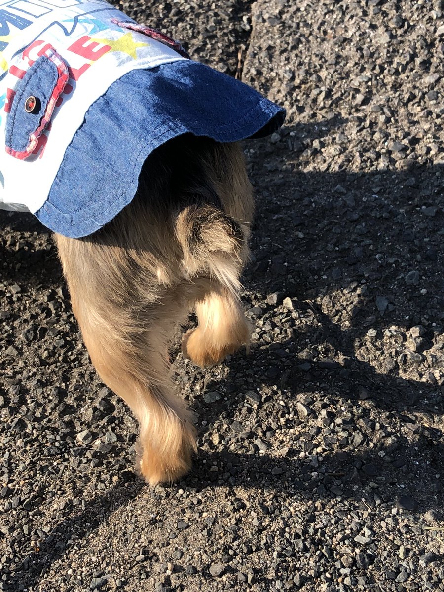 zdCMQAsRArren5o's tweet photo. 風磨君のお尻🍑綺麗だよね。
ウチのCOCOのお尻🍑も可愛いよ💕
朝からお尻ばっかり🍑
#菊池風磨
#しまうまプリント
#TLLIFE 楽しみ🎶 https://t.co/v0K3e1Qjtb
