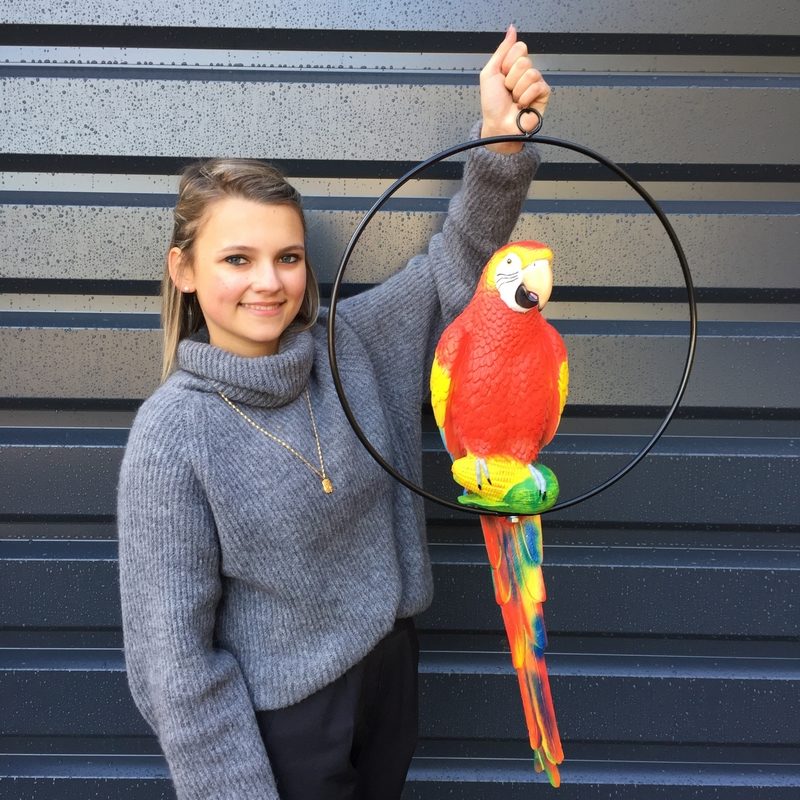 DECORaas's tweet photo. Pour mettre un peu de couleurs et de gaieté dans la grisaille ambiante, on vous présente nos perroquets! 🐦
Volez vite sur notre site pour les voir: https://t.co/TflNoP9o6w

#perroquet #aras #cacatoes #oiseau #deco #decor #decoration #zoo #commerce #forain #animalerie #jardinerie https://t.co/8uOWgWH9yj