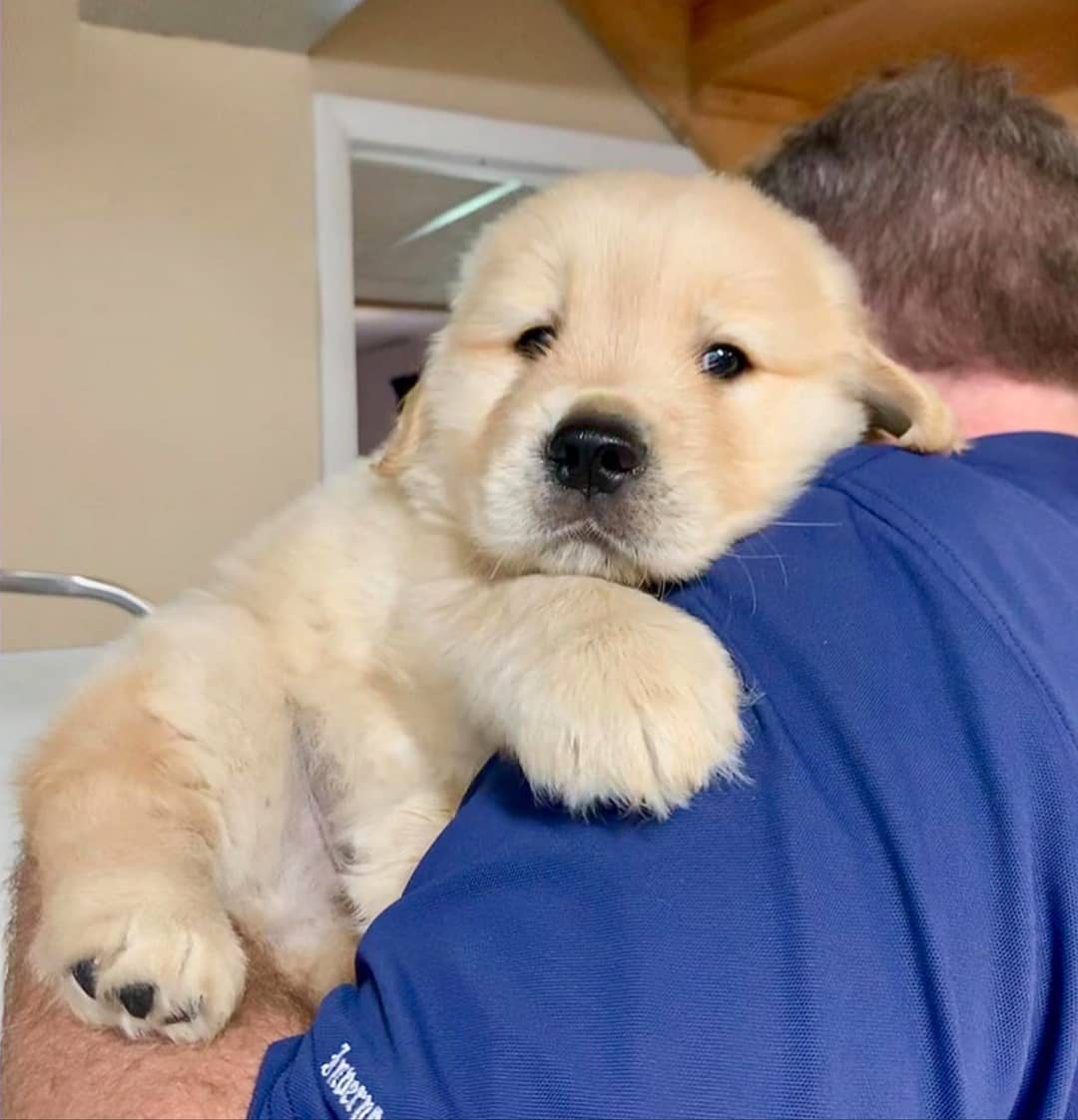 Show your Love to cute, small and adorable Puppies …