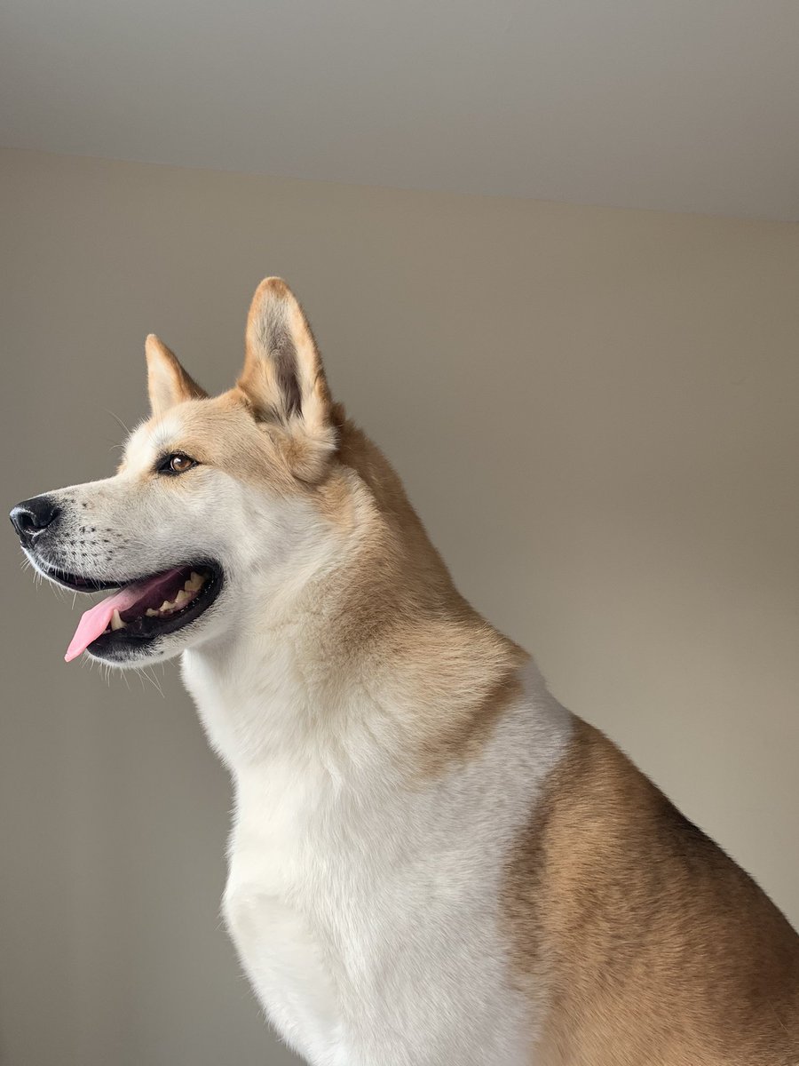 I think he knows how handsome he is #japaneseakita #dogsoftwitter