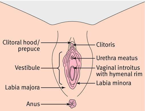 In the diagram below, you can see the most important parts of the outside of her vagina (aka mama pussy). • Clitoris • G-spot • Clitoral hood • Labia Majora/Minora • Urethral Opening • A-spot • Anus EXTERNAL            INTERNAL