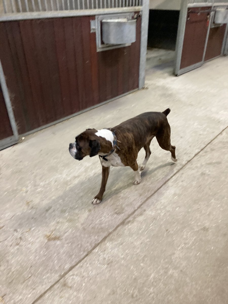 ASPoliceHorses's tweet photo. Farriers dog Buster is doing his weekly rounds to check everything is in order #whataservice https://t.co/A9sCAW9bER
