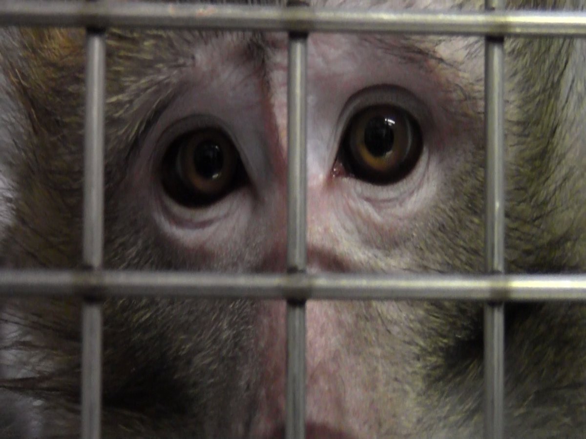 Monkey in German laboratory; credit: SOKO Tierschutz/Cruelty Free International