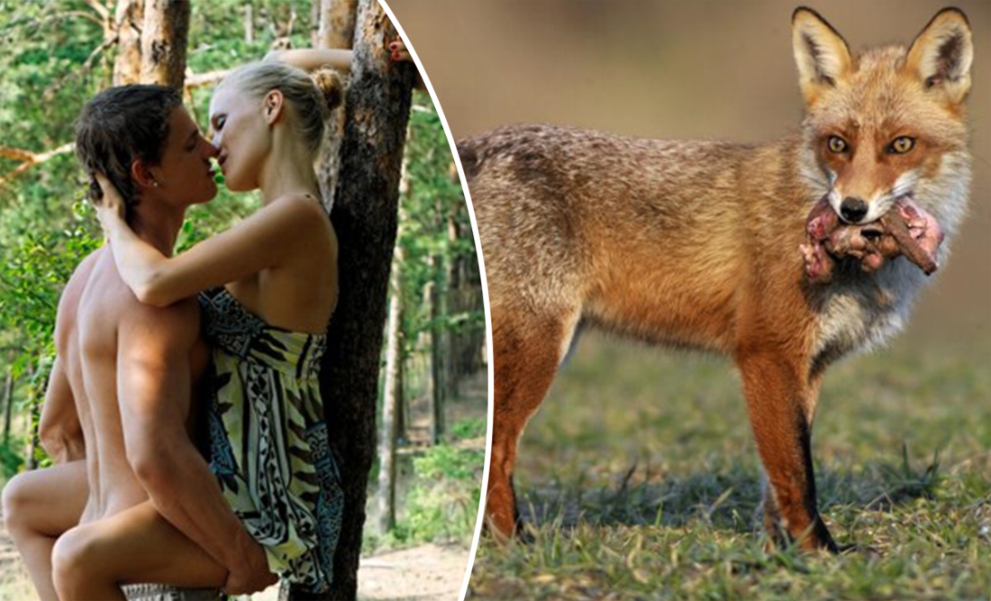 gva's tweet image. Sinds lockdown ziet jager meer vrijende koppeltjes dan wild voor zijn camera: “Mij stoort het niet, maar...” dlvr.it/RkQGNn