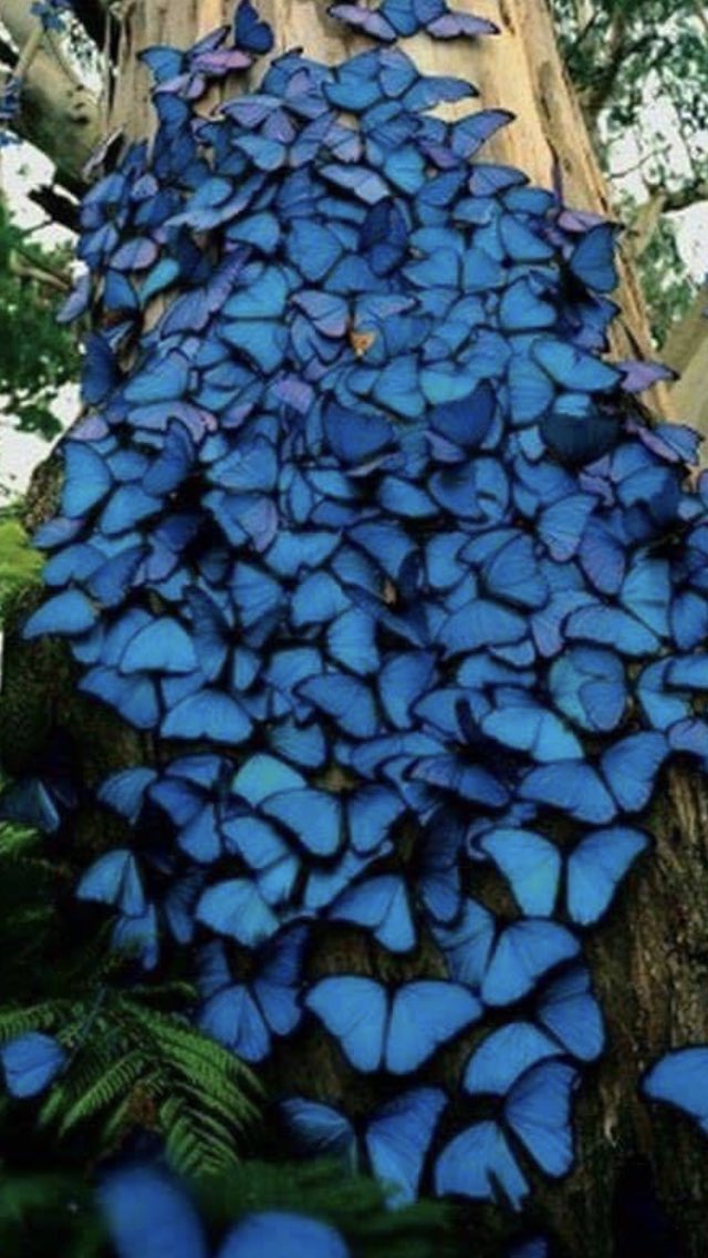 criteria681's tweet photo. @funder #MondaySenateBlueWave #VoteBlueToEndThisNightmare #VoteMitchOut The Blue Wave comes in many shapes and forms.. just like the democrats... ๐๐๐๐ https://t.co/UTxhEDj68x