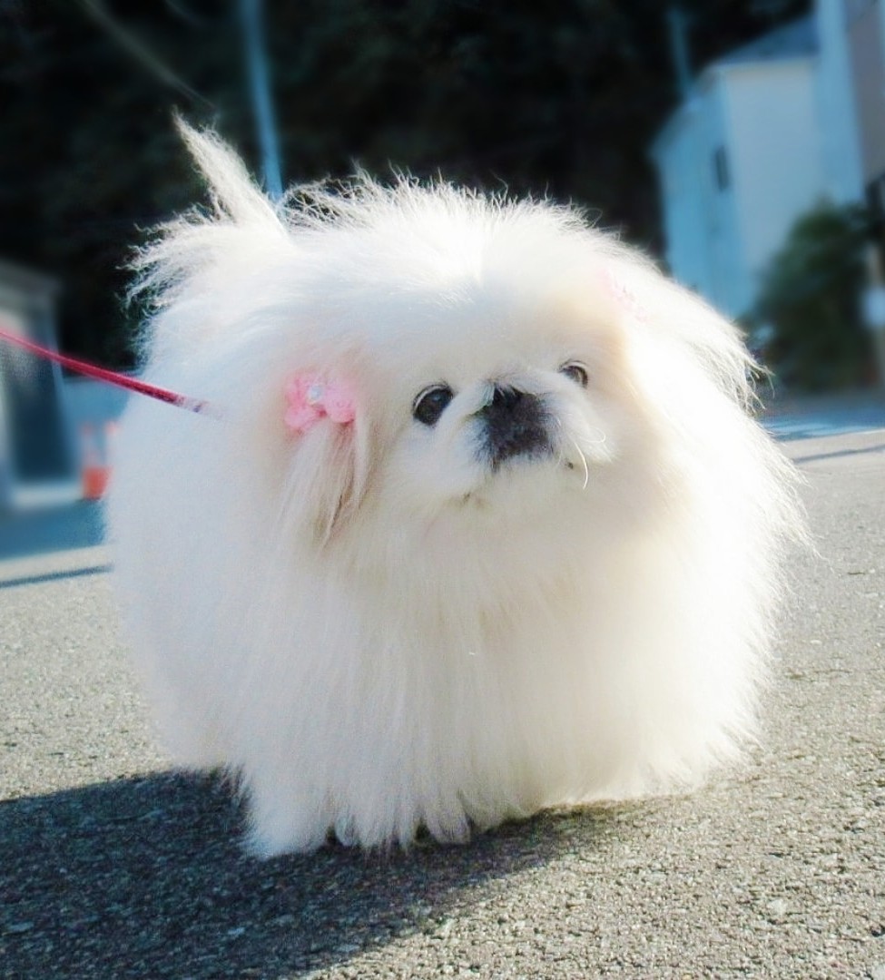 うにたん リアルわたあめ ペキニーズ Pekingese もふもふ犬 페키니즈 いぬ 犬 ペット 白ペキニーズ 丸い犬