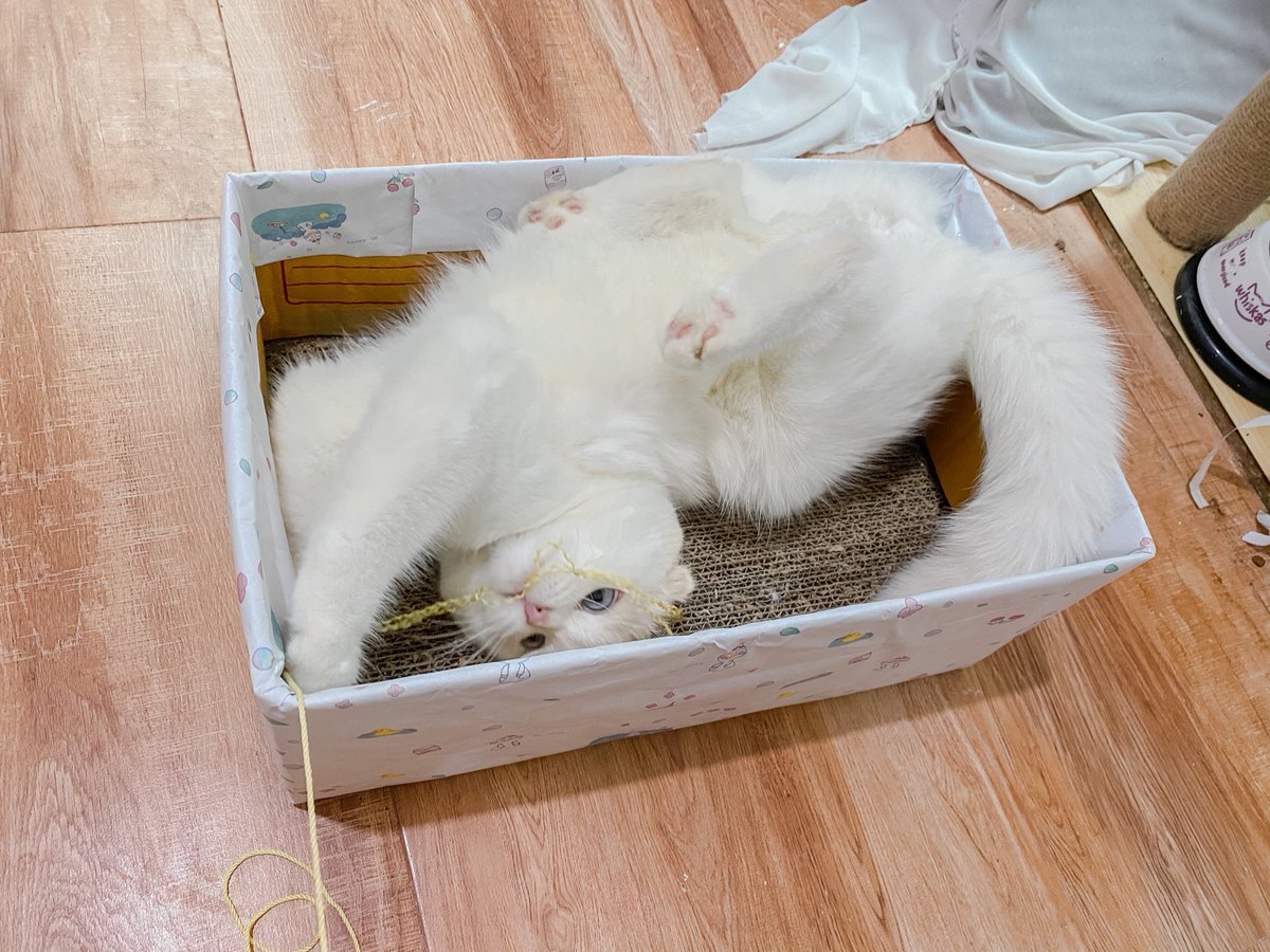 ૮꒰˵• ﻌ •˵꒱ა tweet media