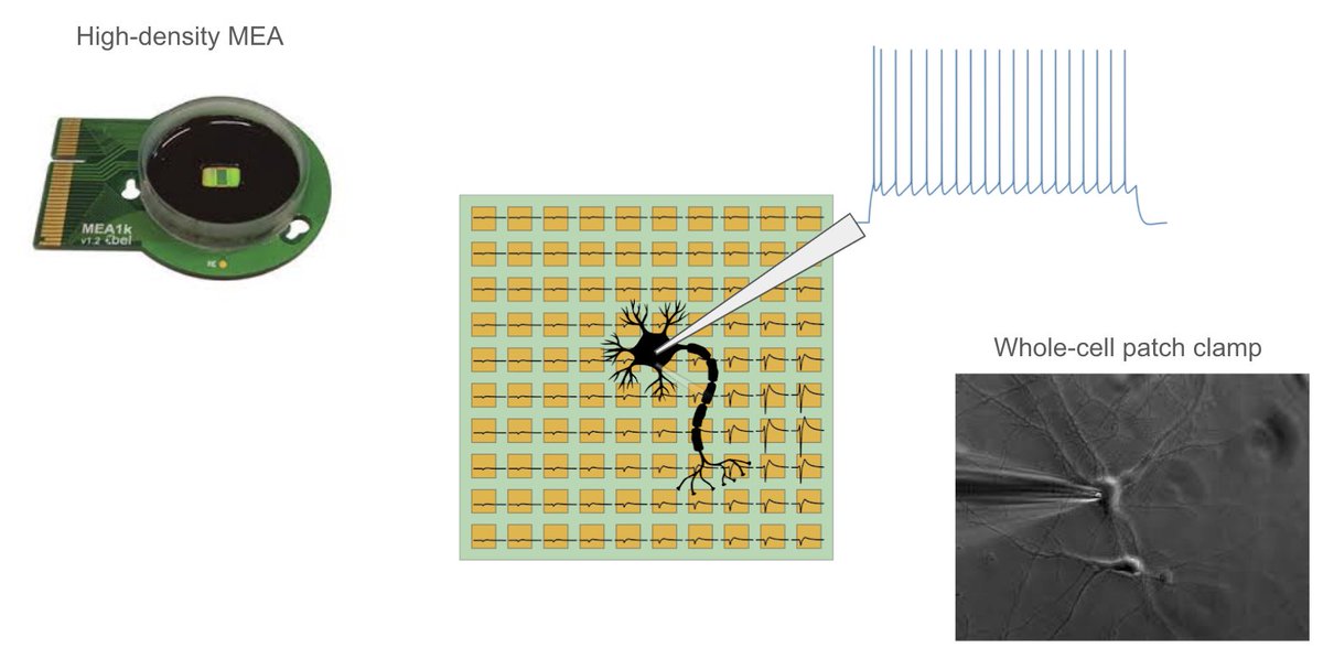 buccino_alessio's tweet photo. On October 30th at 2:30pm CET I'll be presenting at @neuromatch 3.0 a novel mehtod to build biophysically detailed models from multimodal recordings (patch-clamp + HD-MEA)

Stay tuned!
https://t.co/esrTFJU7hZ

@wvangeit @BlueBrainPjt @bel_ethz https://t.co/cRlLcWNHkU