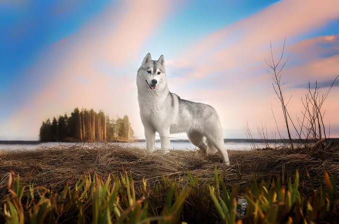 WelcomeNative's tweet photo. 💥In most Native cultures, Wolf is considered a medicine being associated with courage, strength, loyalty, and success at hunting.
🐺🐺We love Native American's wolves. And you?
➡️ https://t.co/PIF99hAp1V
#Wolf #NativeAmerican #wolves #welcomenativeculturestore https://t.co/SRJYRL0sR8