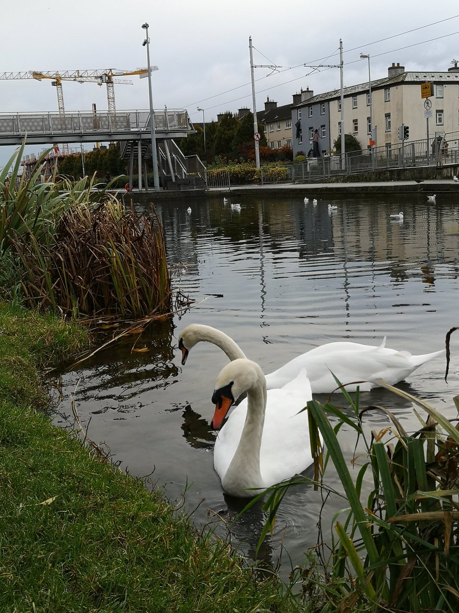 EmmaFillum's tweet image. Grand Canal looking good this morning... #circularline
@lukemcmanus 😉