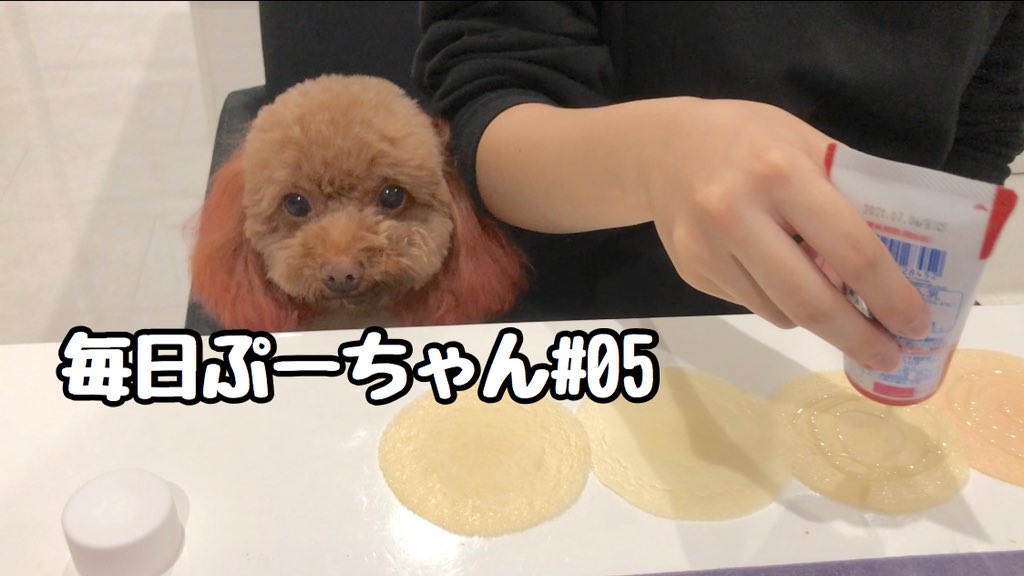 トイプードルぷー tweet media