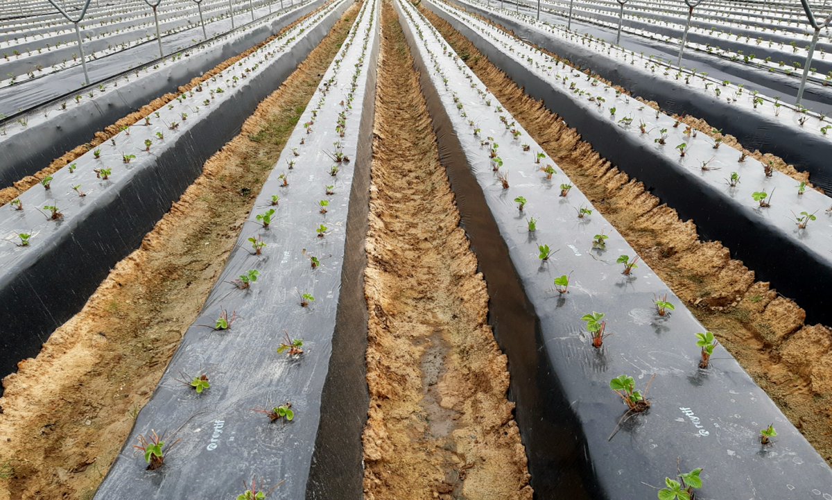 Ya inmersos en una nueva campaña, la cual deseamos que sea excelente para todos. Aquí tenemos a la variedad Rociera🍓