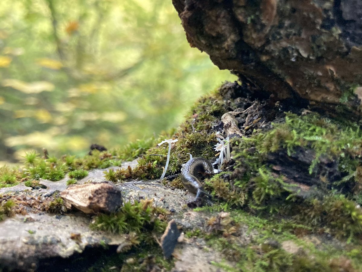 raccoon 🦝🧷Ⓐ🍄 tweet media