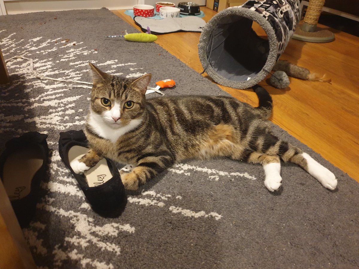 Mum has been offered a job!! 🎉🎉🎉 it's not the one she interviewed for but they have offered her another position! We are so excited 😻🐾💞 #CatsOfTwitter #catsofinstagram #CutenessOverload #kitten #cat #CatsOfTheQuarantine #Caturday #cats #cute #CuteCats #pets #Jobs https://t.co/0XfR2ZfVhU