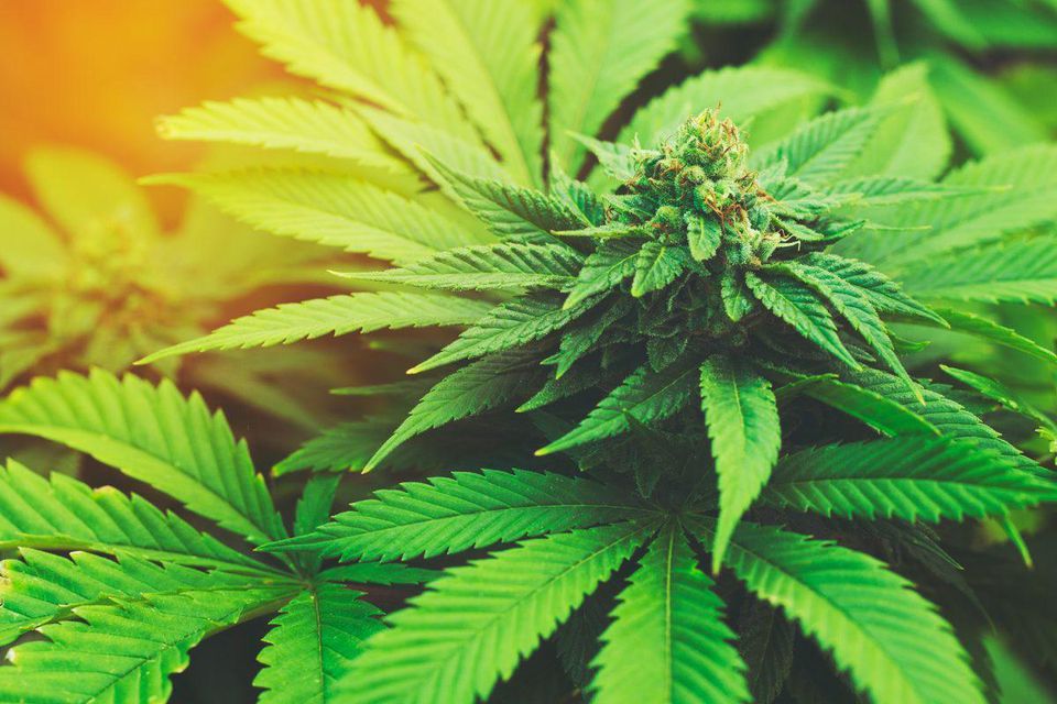 HempActnLeague's tweet photo. Could Hemp Be The Next Big Thing In Sustainable Cotton, Fuel, Wood And Plastic?
https://t.co/b60obI0Vpq
#Hemp #cbd #cbdoil #hempoil #cbdhealth #industrialhemp #HempLife #HempFuture #HempLand #HempActionLeague #Plastic #BioPlastic #HempPlastic #HempHistory https://t.co/51fzO15rRP