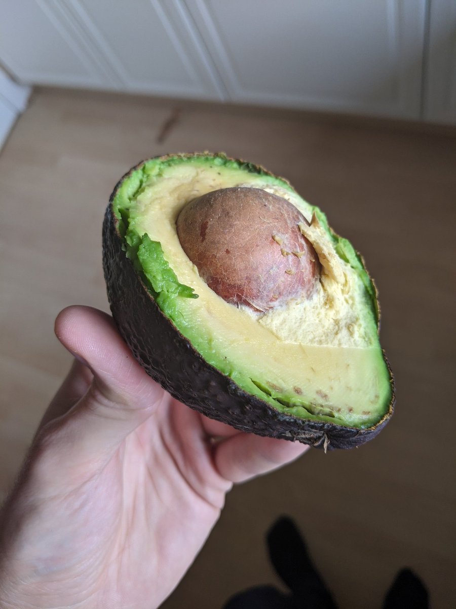 Dr Dean Lomax on Twitter: "That's one big avocado seed ๐ฅ๐ Sure glad I'm not a giant ground sloth! They and other large extinct megafauna ate avocados whole (with the seeds) and