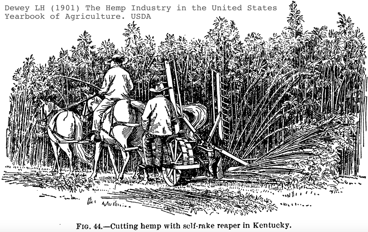 Hemp is one of the oldest domesticated crops known to man. We all know by now corn has little nutritional value and the amount we grow here in the states is astonishing.