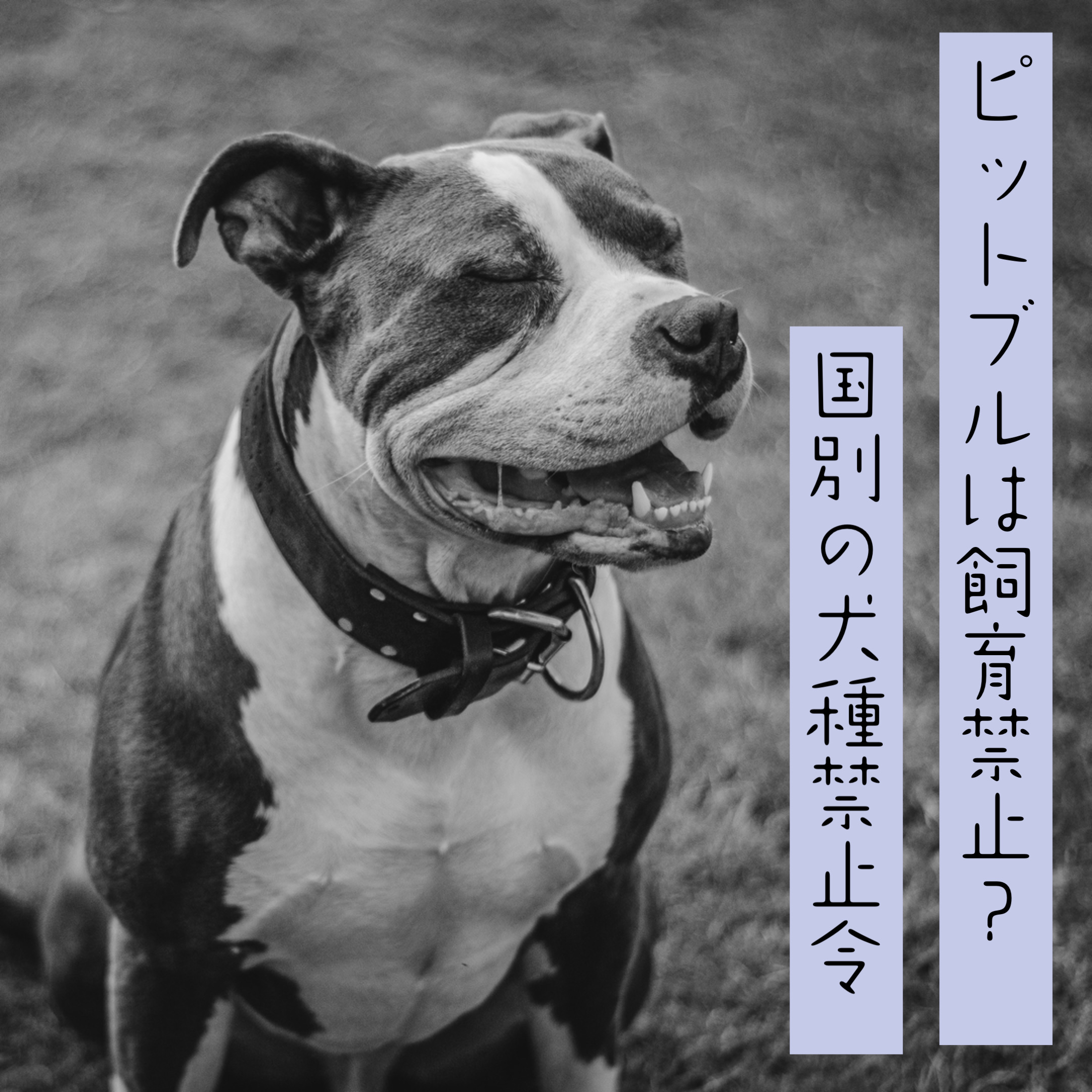 Bigdogger Bigdoggerjp Twitter